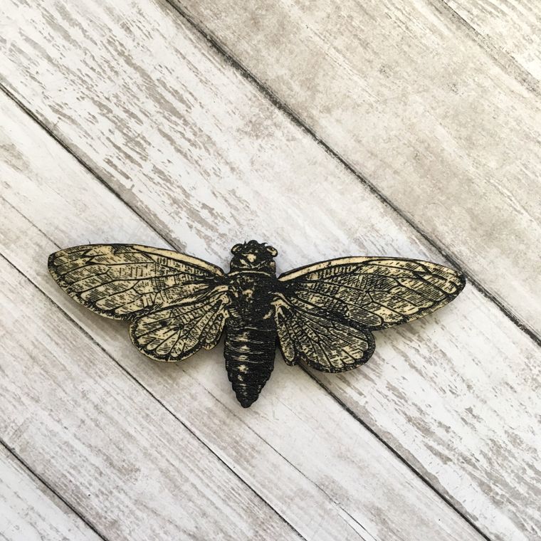 Cicada Magnet